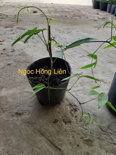 Hoa móng cop màu xanh
