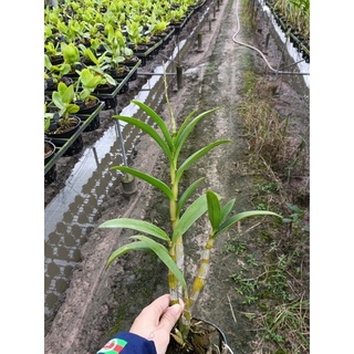 Lan Dendro nắng nhện đen cây trưởng thành