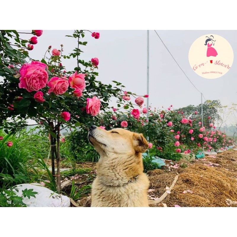 NƯỚC HOA HỒNG ORGANIC - Se khít lỗ chân lông, cân bằng độ pH [100% tinh chất hoa hồng tươi] | BigBuy360 - bigbuy360.vn