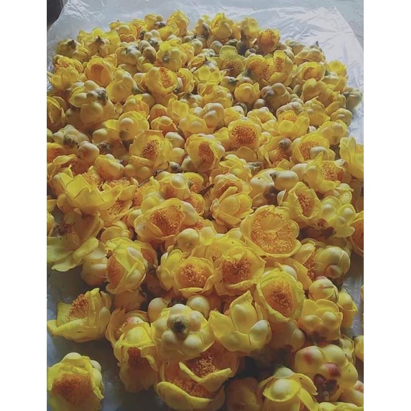 Cây trà hoa vàng. cây không phải cành dâm