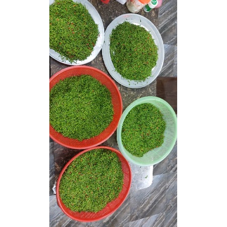 Ớt gió ngâm muối cao nguyên đá Hà Giang