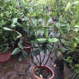 Cây ổi dứa xum xuê