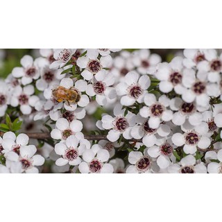 Mật ong Manuka Pure Origins