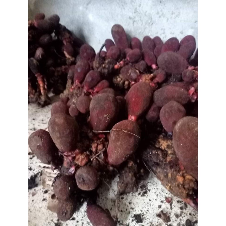 Nấm Ngọc Cẩu Khô Túi 500G Nguyên Chất Bổ Thận Tráng Dương