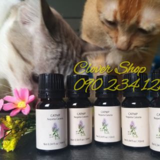 Tinh dầu cỏ mèo catnip