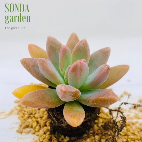 Sen đá pha lê SONDA GARDEN size mini 2.5-4cm, xuất xứ Đà Lạt, khoẻ đẹp, lỗi 1 đổi 1