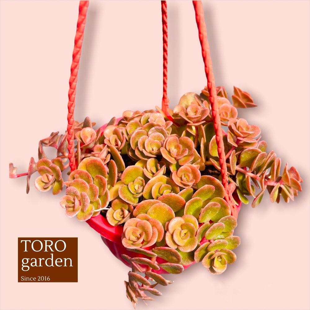 Sen đá sedum vảy cá chép trồng chậu treo Đà Lạt size 9cm cây cảnh trang trí nhà cửa Toro garden