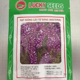 [HOT] Hạt giống Hoa Tử Đằng cây leo giàn (3 hạt)