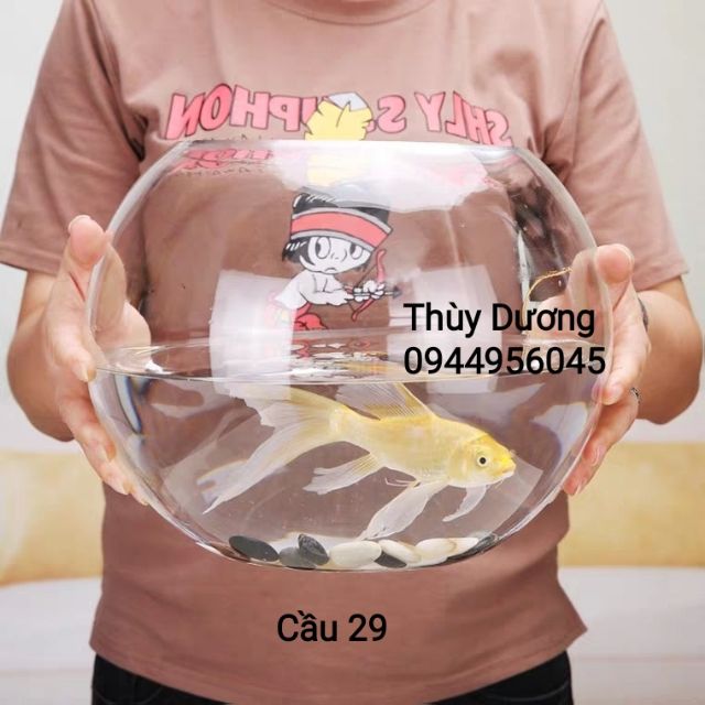 Bể cá hình cầu cỡ đại 29 cm