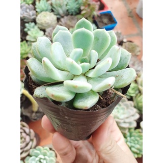 Sen đá ruby trắng