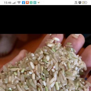 10kg gạo séng cù Điện Biên