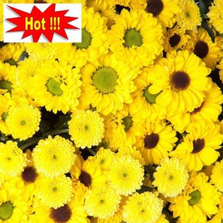 Hạt giống hoa cúc vàng dễ trồng ( gói 50 hạt)