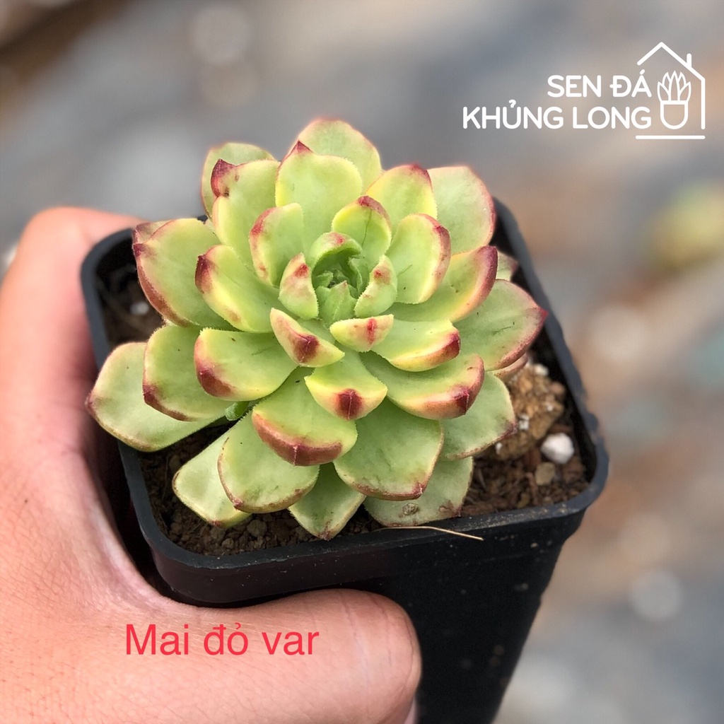 Sen đá Mai Đỏ Var - Sedeveria letizia variegated