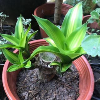 1 cây thiết mộc lan có rễ và không rễ