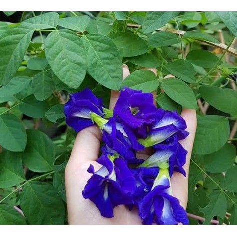 Hoa Đậu Biếc nhà trồng