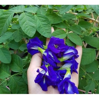 Hoa Đậu Biếc nhà trồng