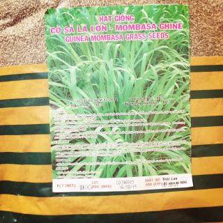 Hạt giống Cỏ sả lá lớn - Mombasa Ghine