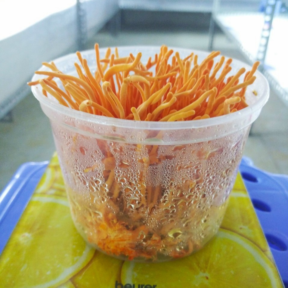 Quả thể đông trùng hạ thảo - Đông trùng hạ thảo tươi 140g | BigBuy360 - bigbuy360.vn