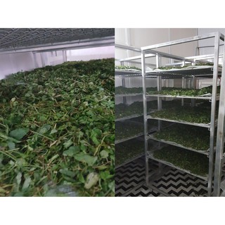 Giảo cổ lam Hòa Bình 1kg