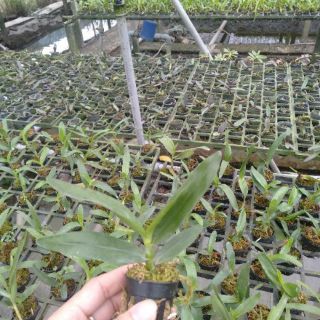 Dendro xuân cây giống