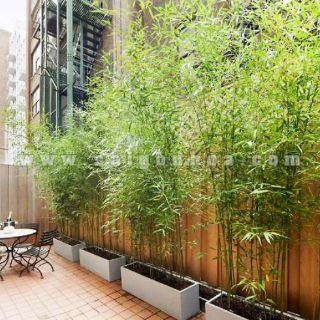 Cây 🌲 Trúc Quân Tử ( 1 chậu 3 cây  cao 1m6)