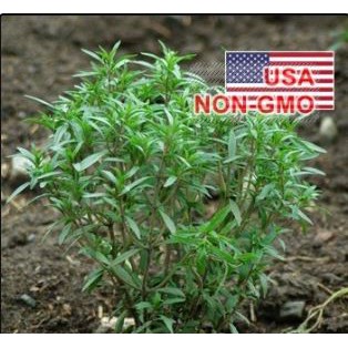 Gói 30 Hạt Giống Cỏ Ngọt Savory Summer