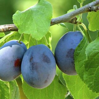 Cây giống mận đường úc nhập khẩu