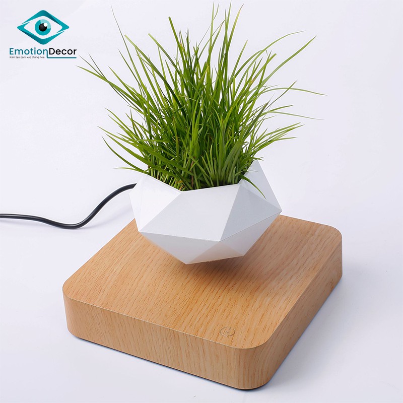 Chậu cây BAY LƠ LỬNG để bàn - Air Bonsai (Quà tặng đẹp độc lạ)