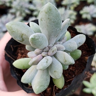 Sen đá bầu đen mini siêu cute - vườn đà lạt