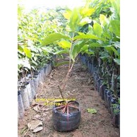 MẬN TAM HOA-CÂY MANG GIÁ TRỊ CỰC KÌ HIỆU QUẢ