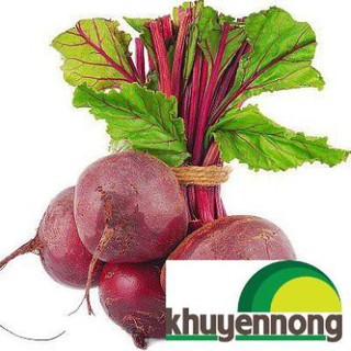 5gr Hạt giống củ dền đỏ