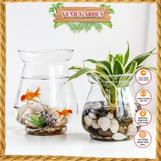 Bình thủy tinh ❤️FREESHIP❤️ chậu thủy tinh trồng cây, nuôi cá miệng loe
