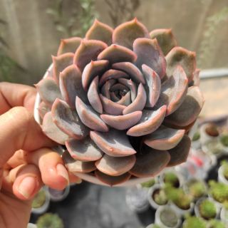 Sen đá viền tím sz trung