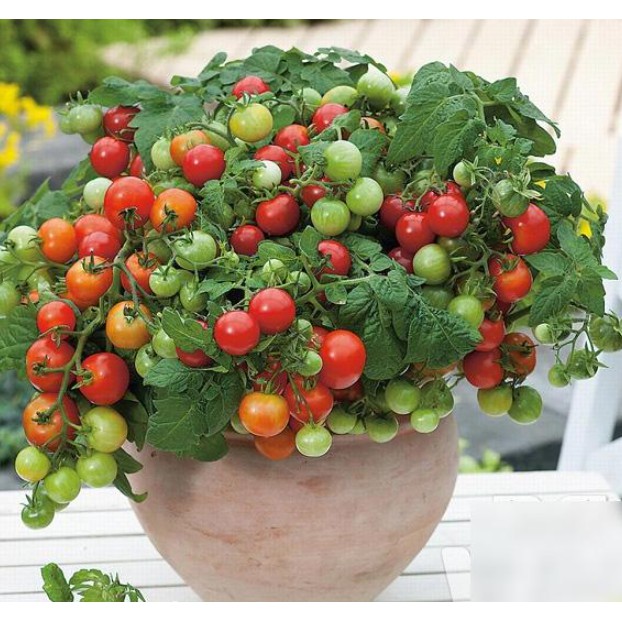 30 hạt cà chua bi lùn đỏ siêu quả - Cà chua Cherry