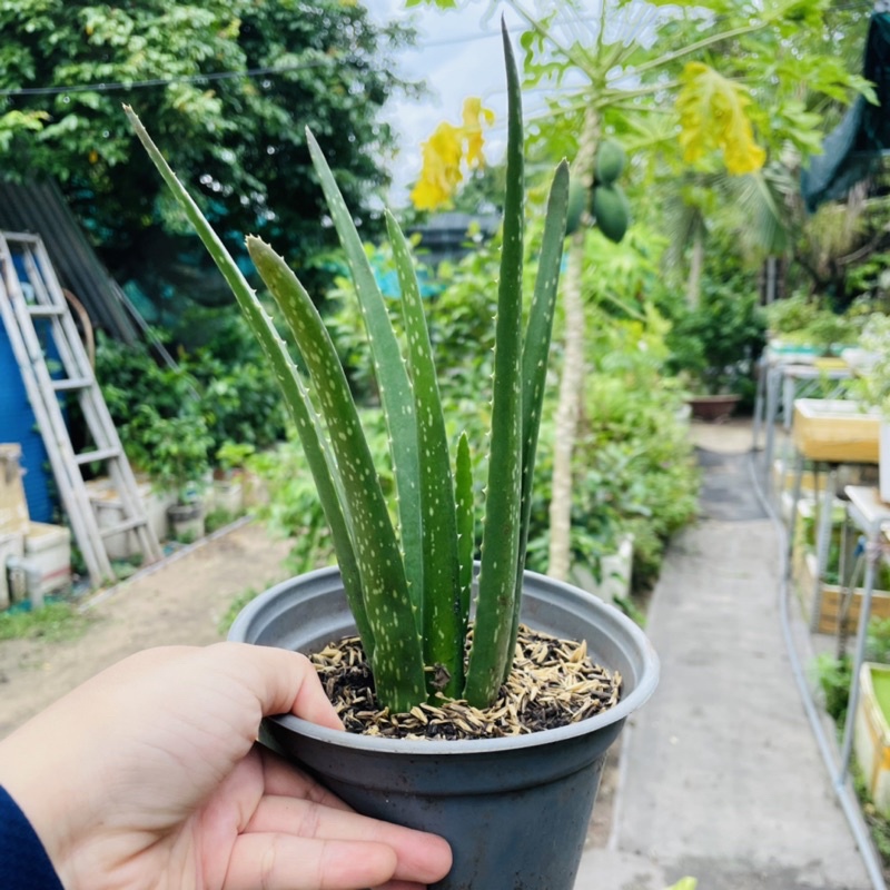 Cây Nha Đam Thái - Vườn Ươm Thái Ngân