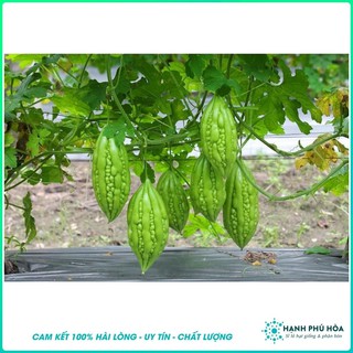 Hạt Giống Khổ Qua F1 Grander TN287 20Hạt/Gói - Sinh Trưởng Mạnh, Kháng Bệnh Virus Rất Tốt, Khả Năng Đậu Trái Cao