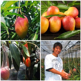 GIỐNG XOÀI NHẬT