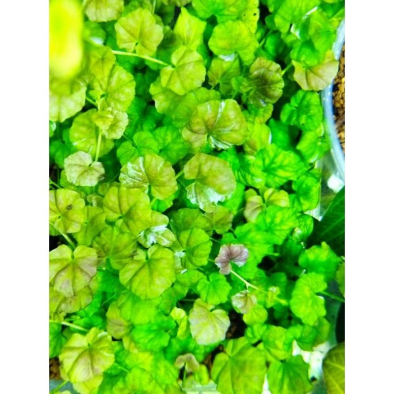 Cây rau má var thủy sinh | cây thủy sinh trung cảnh