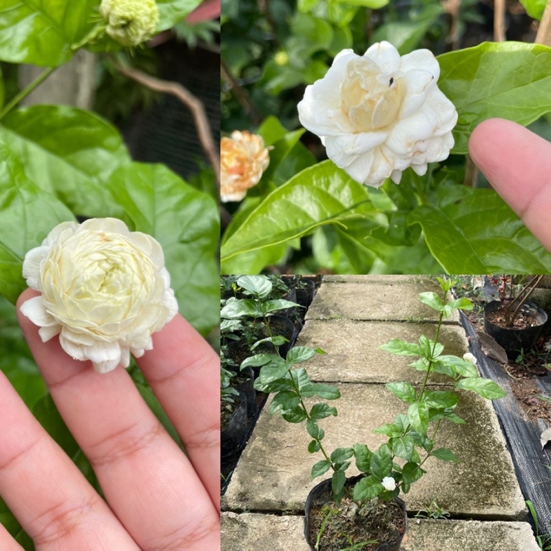 Cây giống nhài 3 lá nhài kép ba lá siêu thơm