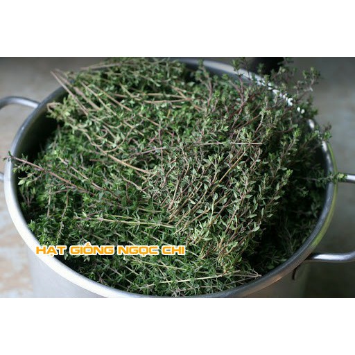 Hạt Giống Cỏ Xạ Hương (Thyme) - 100 Hạt