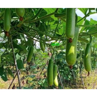 Hạt giống bầu sao lai f1