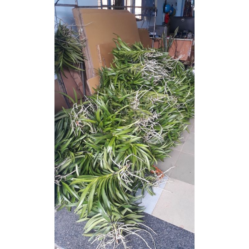 Combo 3 Cây Lan Giống Mokara màu Tím,Hồng,Vàng,cây cao 20-30cm