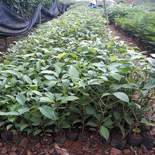 COMBO 2 CÂY KÈN HỒNG GIỐNG