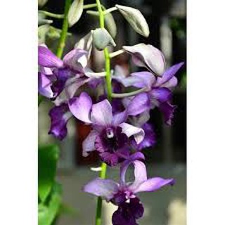 Chậu cây lan dendro lưỡi bò xanh Blue Cold hàng cây tơ thân lá sắp hoa (Dendro. Serene Chang. Purple)