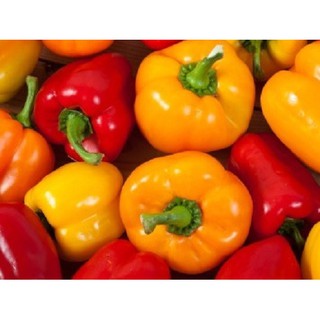 Ớt chuông màu cam hạt giống chuẩn f1