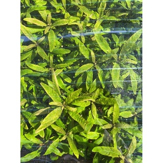 Cúc tím 15k 10 ngọn