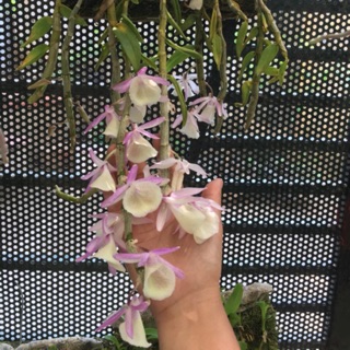 🍀Lan Hoàng Thảo Vôi🍀