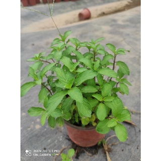 bạc hà peppermint (bạc hà tiêu)