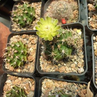 Xương rồng gymno hoa xanh