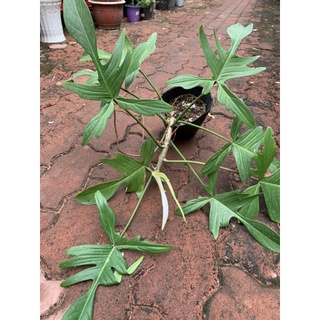 trầu bà cánh én Philodendron Florida